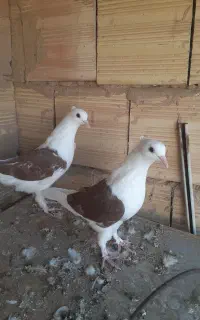 یجفت پشت گلی کاکولی