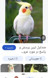 گم شده