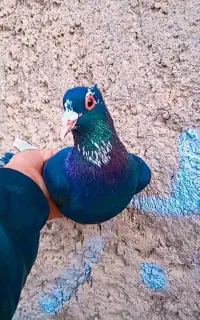 کبوتر قرعه کشی عتیقه فقط هسته