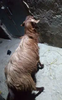 فروش بز پر گوشت