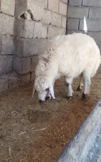 بره پروار