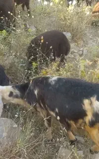 بره پلنگی میش و قوچ