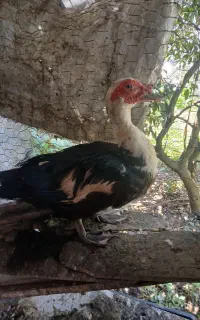اردک نر اسرائیلی جوان