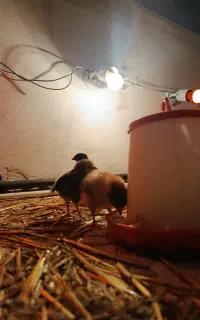 جوجه گلپایگانی یک ماهه