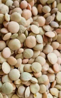 عدس تازه