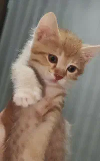 بچه گربه نارنجی (نر)