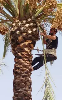 بریدن نخل قطع درخت کندن خرما سمپاشی تمیزکردن هرس