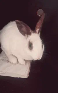 خرگوش