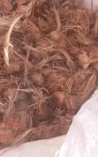 فروش پیاز زعفران