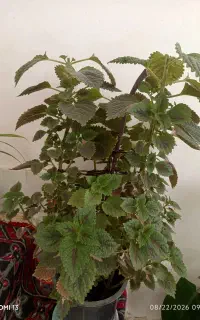گل حسن یوسف خرفه موسی در گهواره