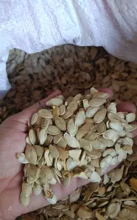 تخمه پرمغز کدو