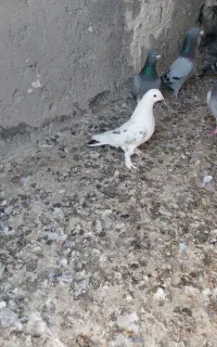 کبوتر