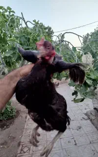 مرغ لاری و اکواریوم