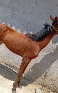 اسب عرب