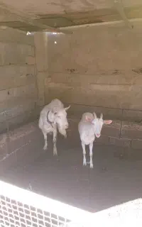 بز سانن