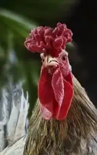 خروس چهل تاج