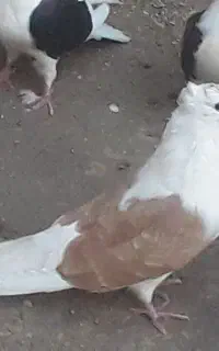 کبوتر
