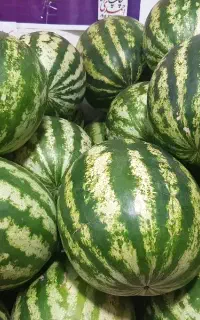 هندوانه به صورت عمده