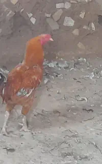 فروش‌ یا‌ معاوضه‌ خروس