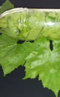 محصولات خونگیه خانوم گل