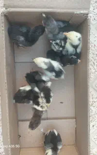 جوجه نژاد گلین