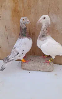۷ عدد سار هفترنگ عطیقه
