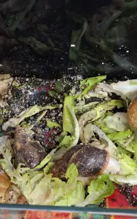 حلزون خانگی البینا