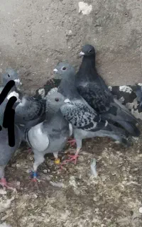 کفتر‌ المانی