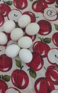 تخم مرغ  کوشین