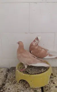 دو جفت زرد پلنگ