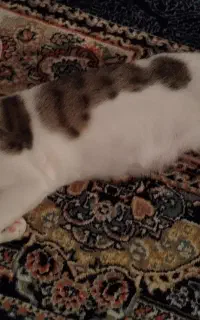 واگذاری گربه
