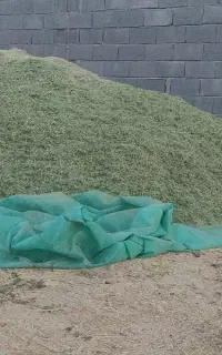 فروش یونجه ساق باریک خرد شده در روانسر