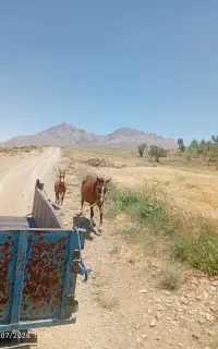 مادیون پر خون بسیار سر دوم گیر با کره بهترین جنس