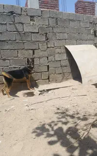 سگ ژرمن