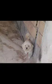 سگ پاکوتاه سفید