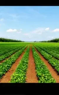 کود ارگانیک جایگزین کودهای شیمیایی