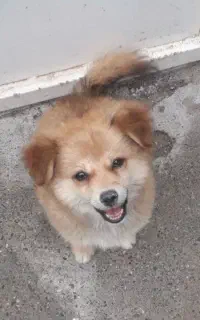 سگ پاکوتاه