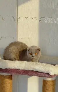 گربه 2 ساله