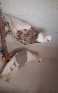 کبوتر گمشده ، دوکت ابی خط سفید ، و یه دوکت پولکی