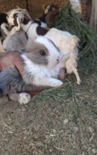 بچه خرگوش