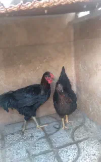 فقط مرغ