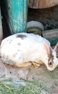 خرگوش