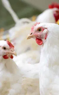 استخدام نیروی مرغداری شیفت صبح