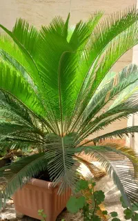 سیکاس