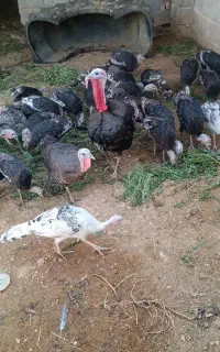 تعدادی بقلمون نر و ماده محلی