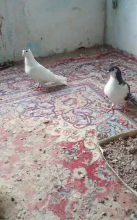 ساده ماده خال
