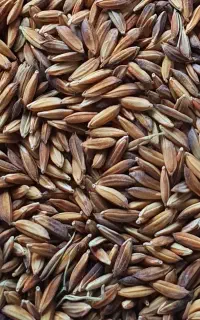 شلتوک بذری درجه یک بدون غریبه به مقدار دو تن