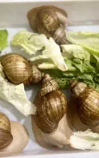 حلزون های بزرگ تخم گذار