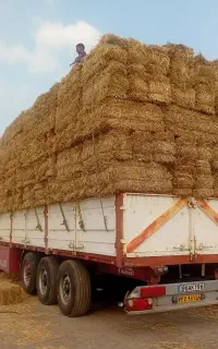 کاه پرس گندم وجو دپو تعداد 20 هزار تای
