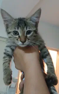 بچه گربه واگذاری